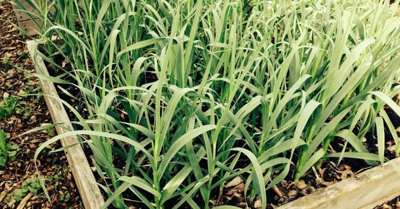 এ বার বাড়িতেই শুরু করুন হার্ব গার্ডেনিং (herb gardening)