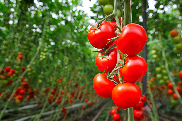 Tamatar ke Fayde, टमाटर के फायदे और नुकसान, Tomato in Hindi