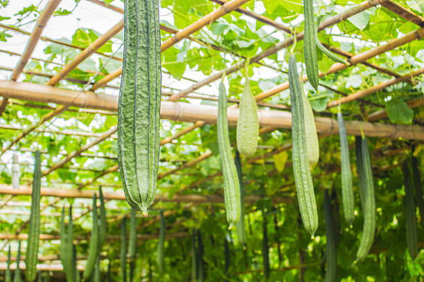 चिचिंडा खाने के फायदे - Snake Gourd Benefits in Hindi
