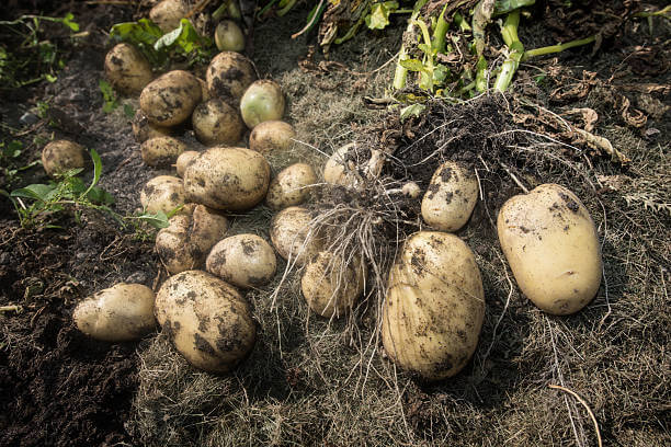 Types of Potatoes