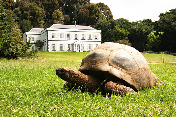 Turtle Palne ke Fayde in Hindi