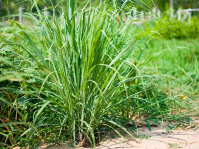 lemon grass in hindi