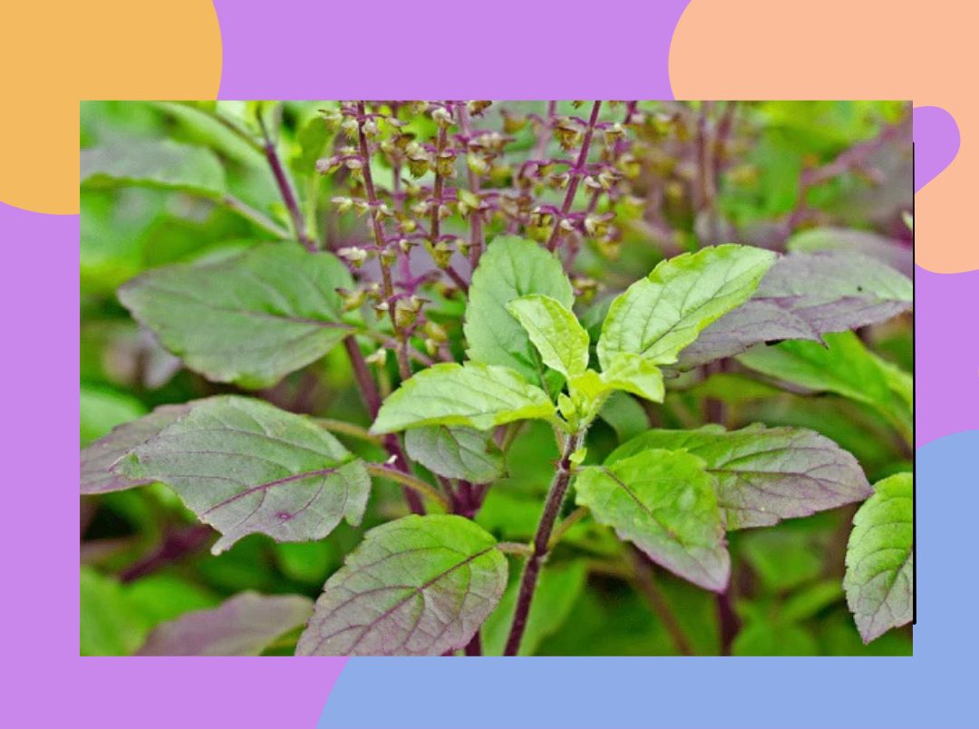 tulsi plant tips