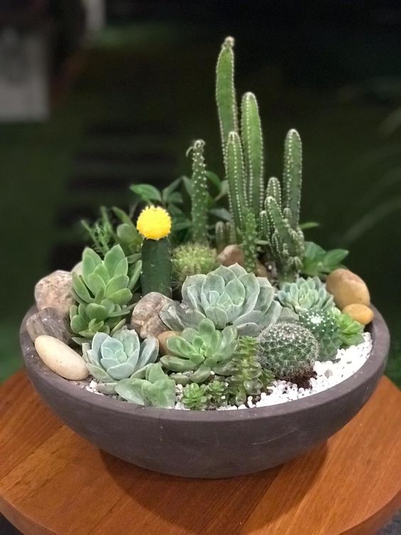 succulent as centerpiece
