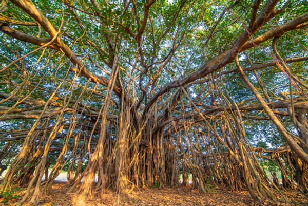 banyan-tree-what-s-in-a-name-banyan-tree-chocolate