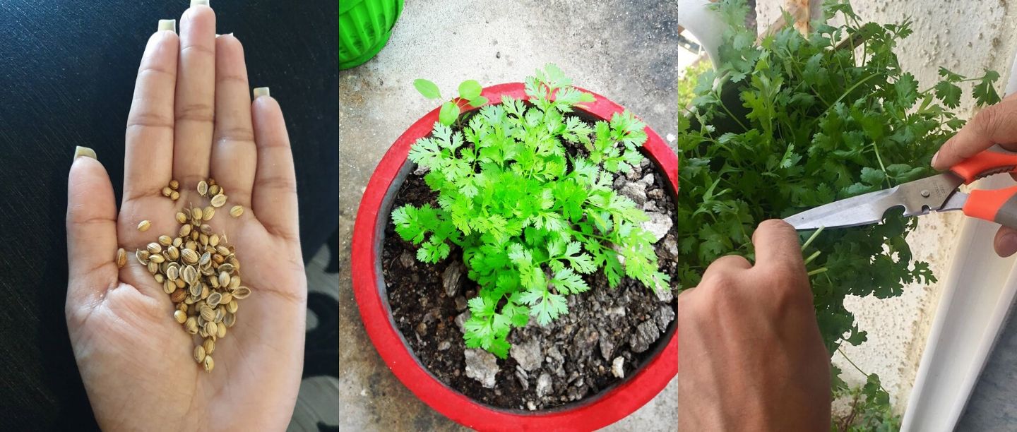 Balcony Garden: कुंडीत कोथिंबीर उगवण्याची ही आहे योग्य पद्धत