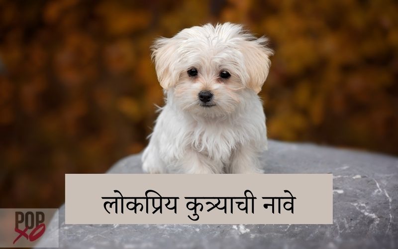 100-male-and-female-marathi-dog-names