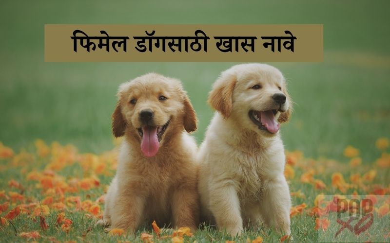 100-male-and-female-marathi-dog-names