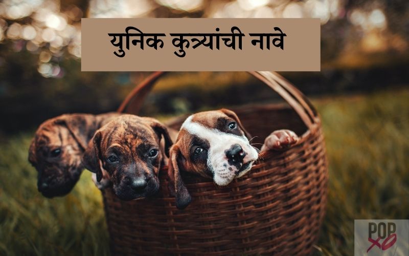 100-male-and-female-marathi-dog-names