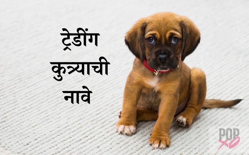 100-male-and-female-marathi-dog-names