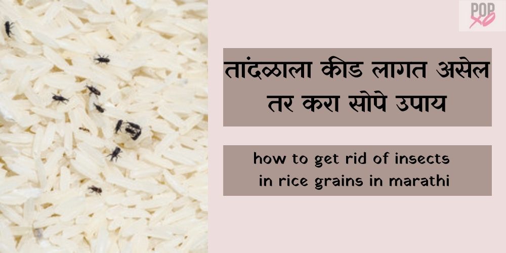 how-to-get-rid-of-insects-in-rice-grains