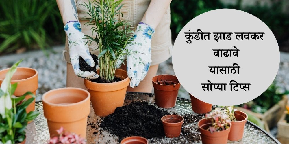 How to Plants Grow Faster at Home Gardening Tips in Marathi