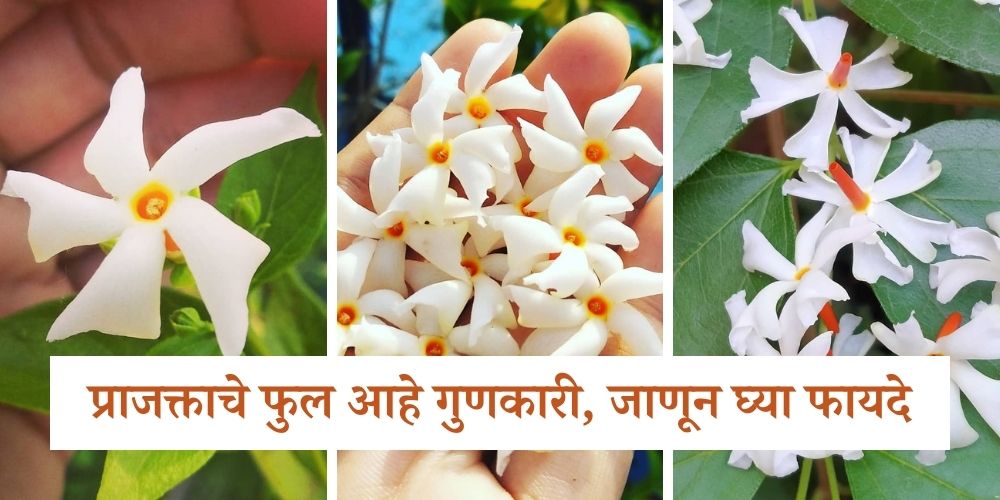 essay on national flower in marathi