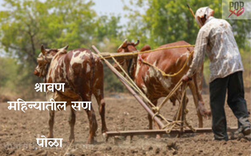 पोळा