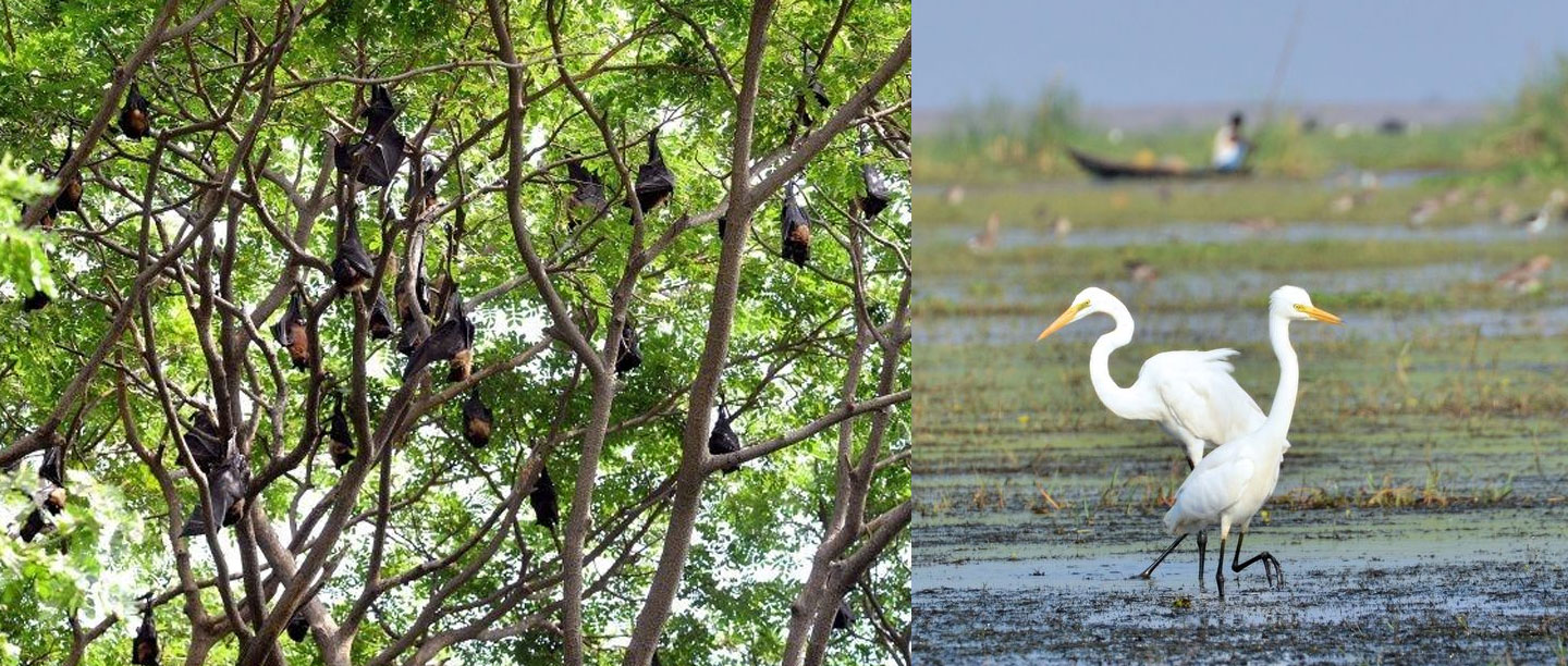 31 தமிழகத்தில் பறவைகளுக்காக பட்டாசு வெடிக்காமல் அமைதி தீபாவளி கொண்டாடும் கிராமங்கள்!