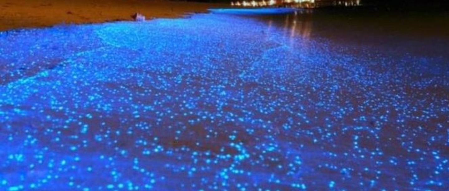 beach5 நீல நிறத்தில் மிளிர்ந்த கடல்.. அழகாய் இருந்தாலும் ஆபத்து தான் !