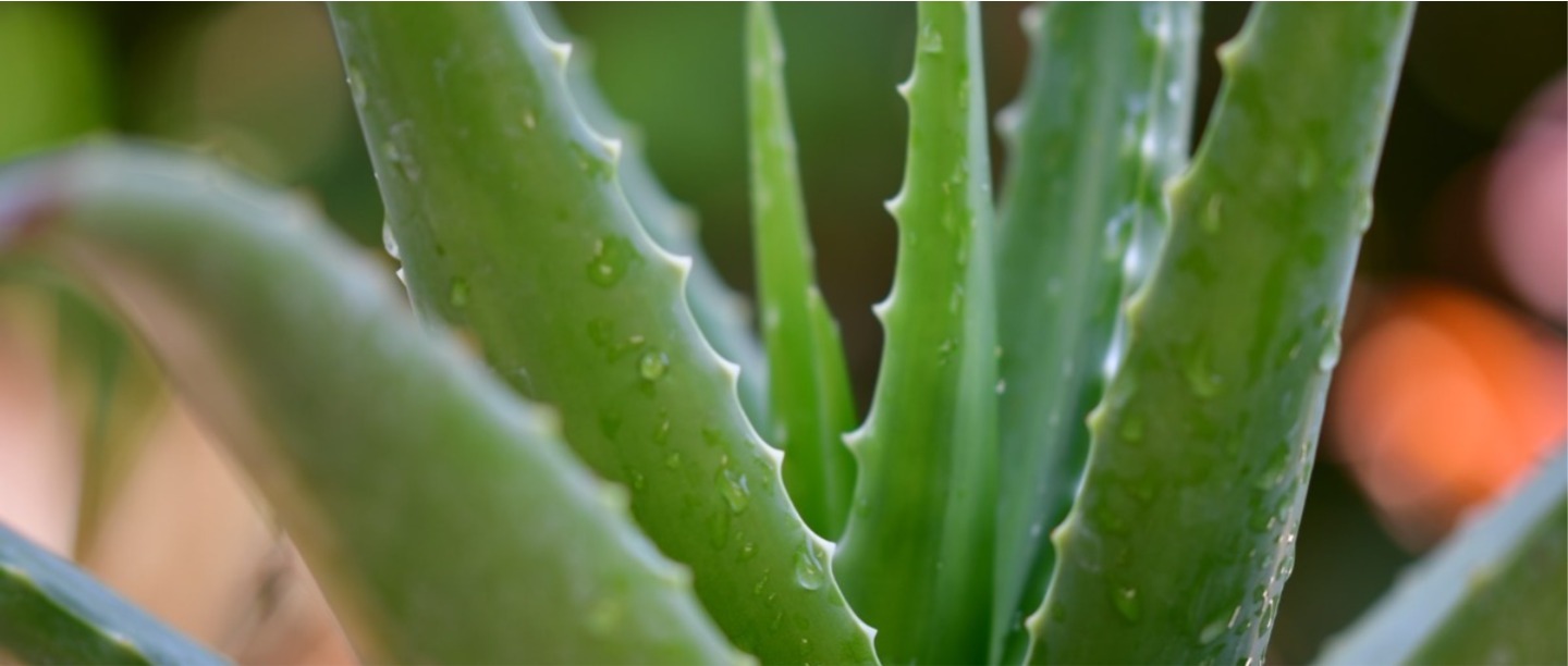 6 Aloe Vera-Infused Beauty Products That Are Perfect For Summer