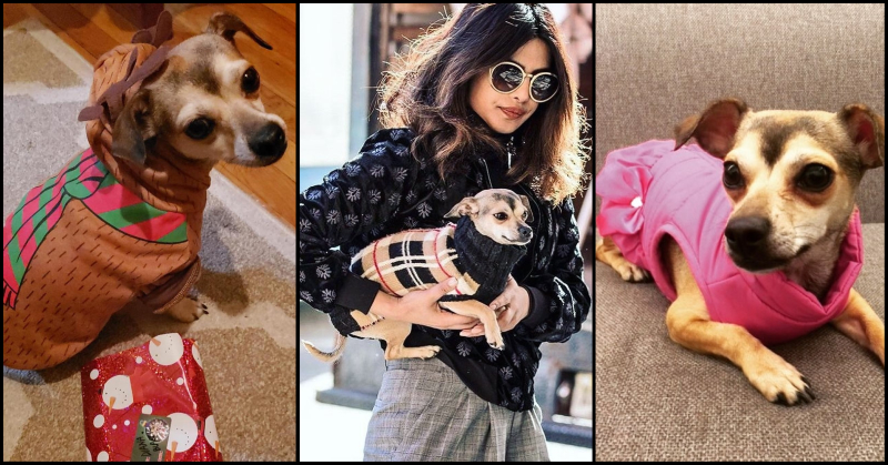 Cost Of Priyanka Chopra's Dog Diana's OOTD Is More Than Your Rent | POPxo