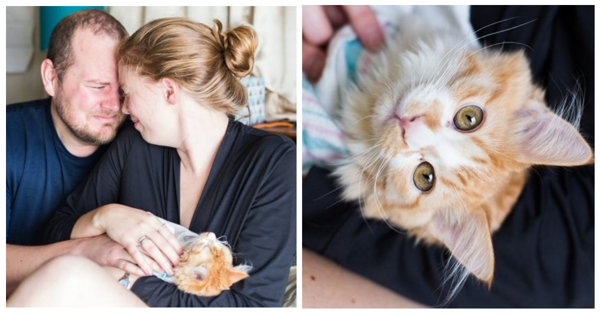 This Couple&#8217;s Viral Cat Maternity Photo Shoot Is All Kinds Of Weird And Funny!