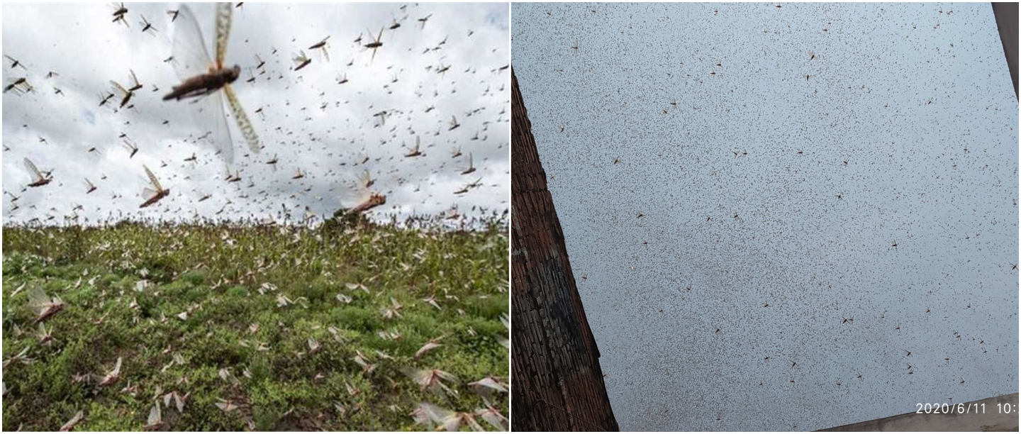 They Are Not Gone Yet! These Visuals From Twitter Show How Locusts Took Over UP Skies