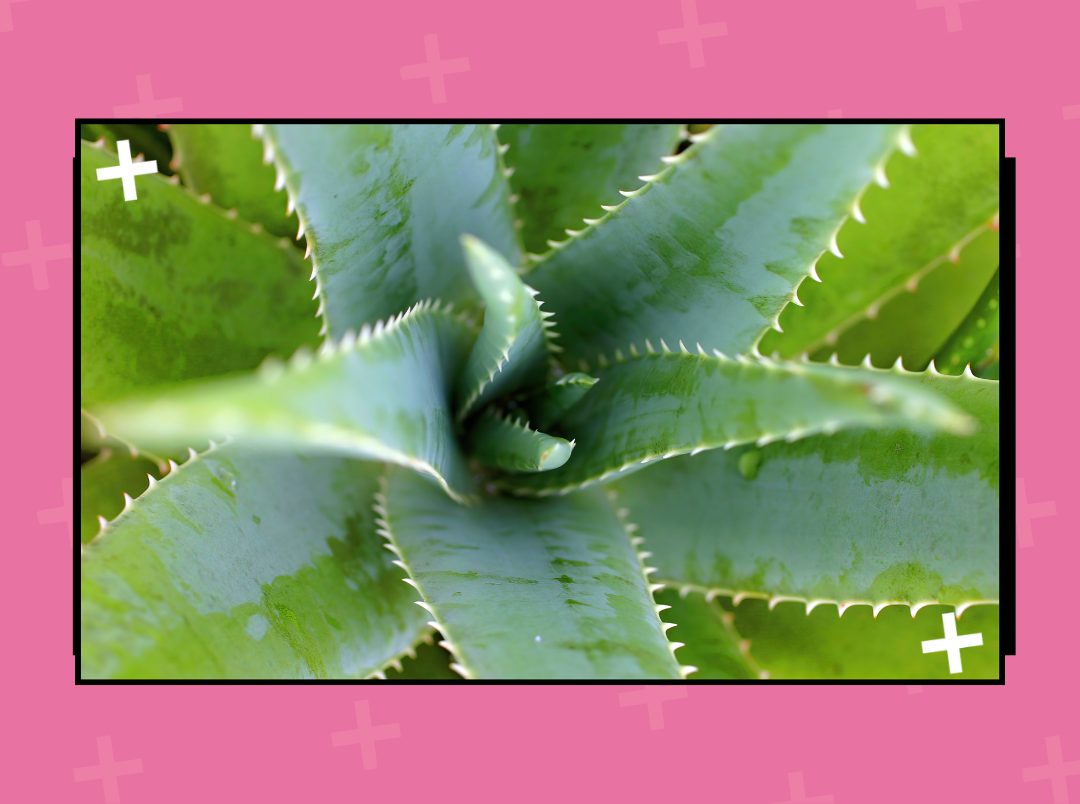 Is Aloe Vera Really The Cure-It-All Skincare Ingredient It Claims To Be? We Investigate